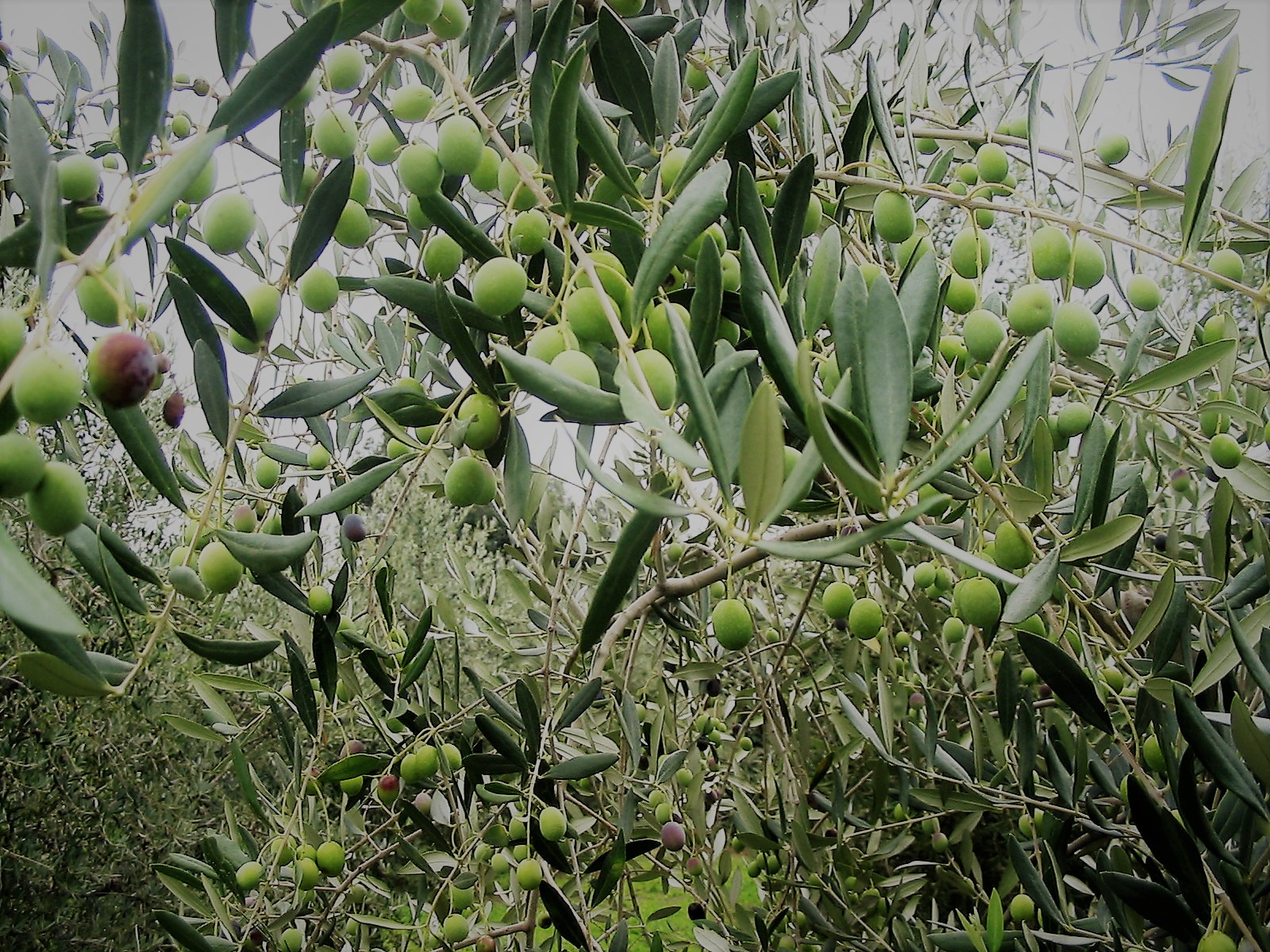 AZ. AGR. PODERE GIARDINO DI DRAGONI FEDERICO — foto 3